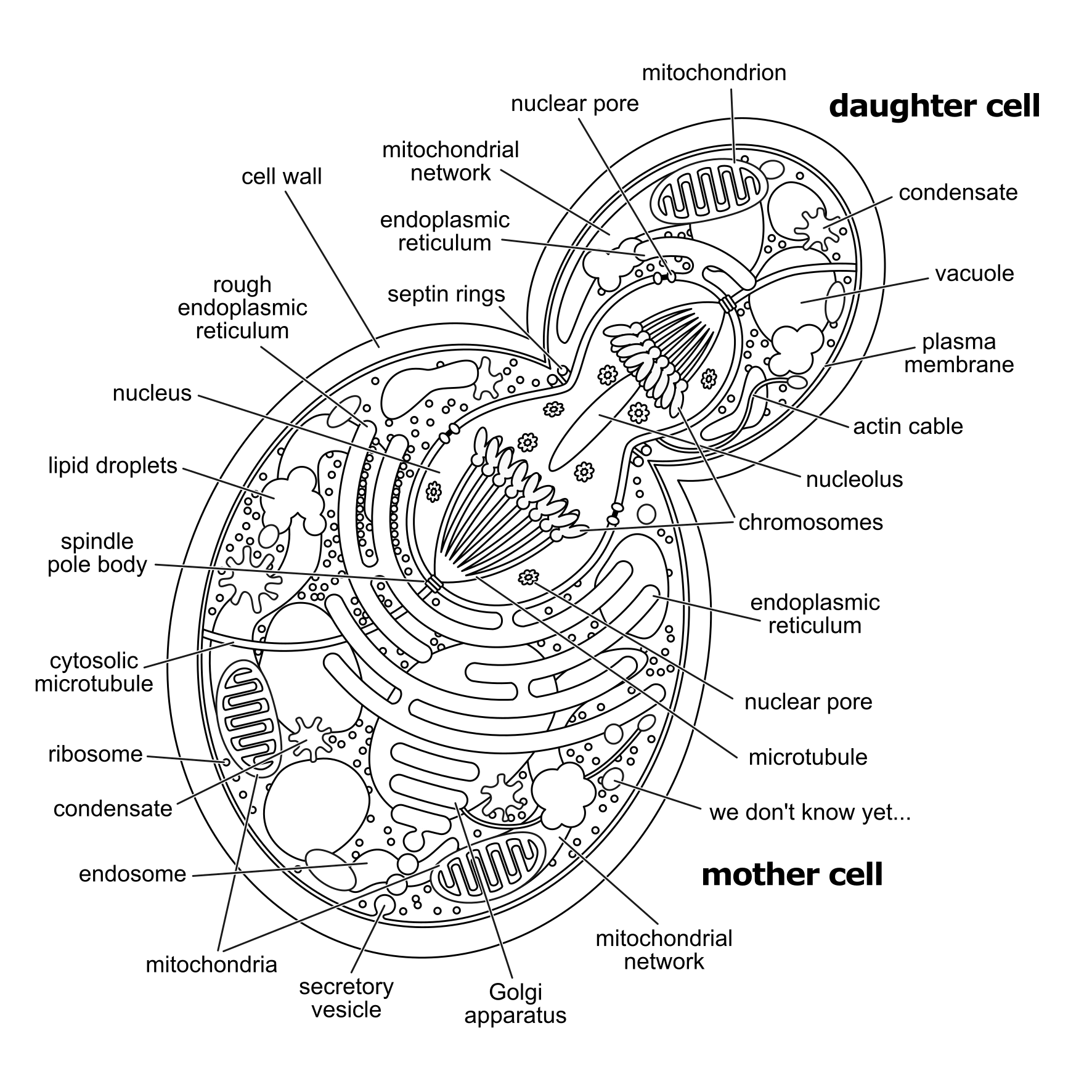 cell-annotated